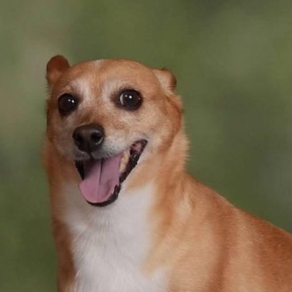 Professional portrait of Curry the dog